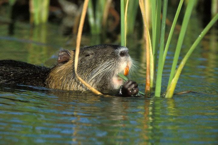 Nutrie se živí mokřadními rostlinami, např. orobincem.