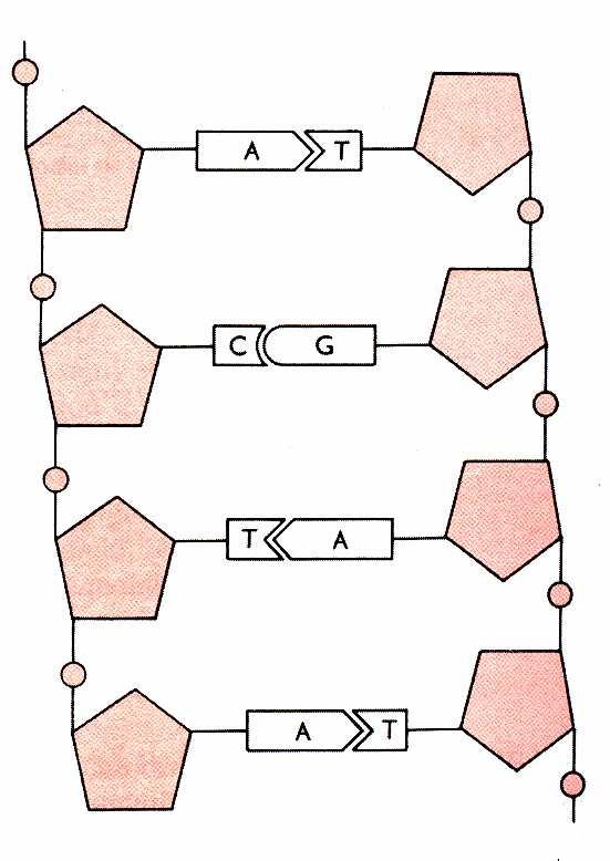 Vazba v biopolymerech Obr. 7: Struktura molekuly DNA a párování bází v molekule DNA.