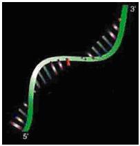 Vazba v biopolymerech RNA: RNA řadíme do několika specifických druhů : a)