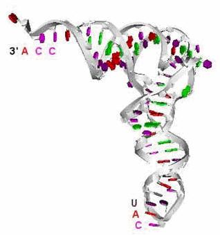 DNA o primární struktuře bílkovinných molekul syntetizovaných v buňce Obr.