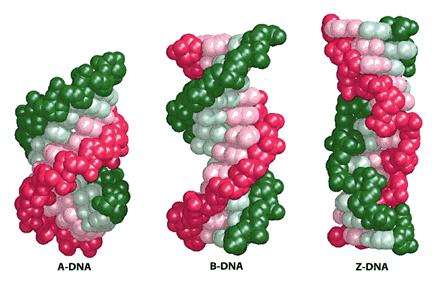 myoglobin.