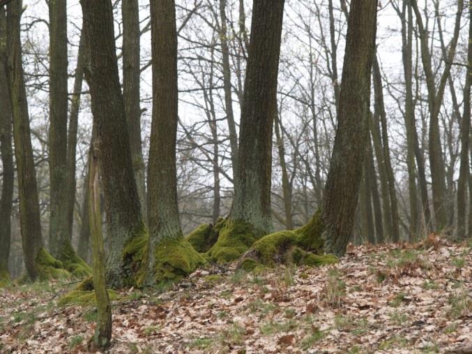 Starbylé pařeziny V lesních kmplexech jsu za histricku strukturu značvány starbylé pařeziny.