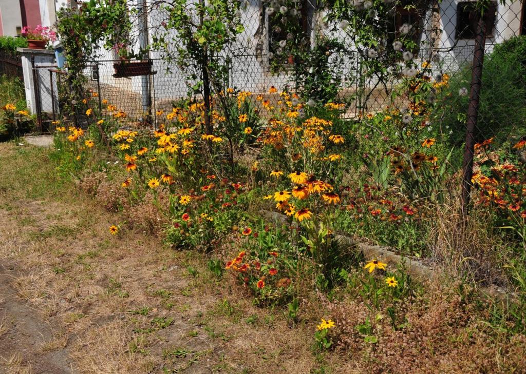 třapatka (Rudbeckia hirta) +