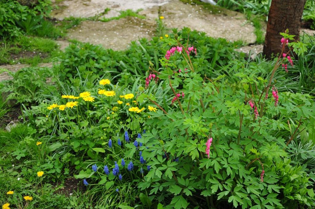 kamzičník (Doronicum) +