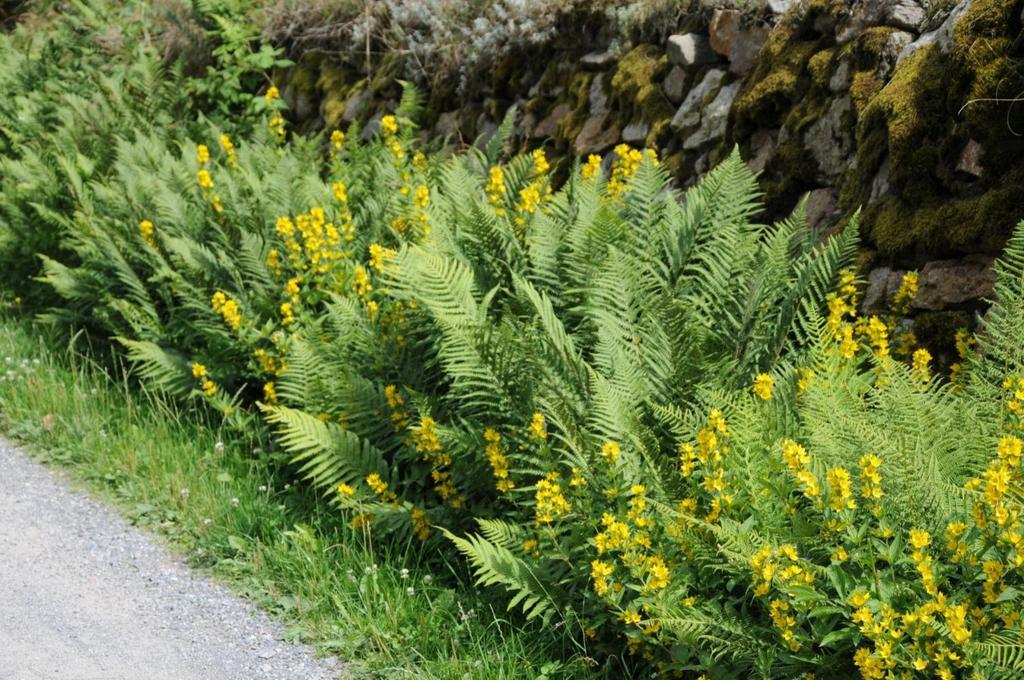 vrbina (Lysimachia