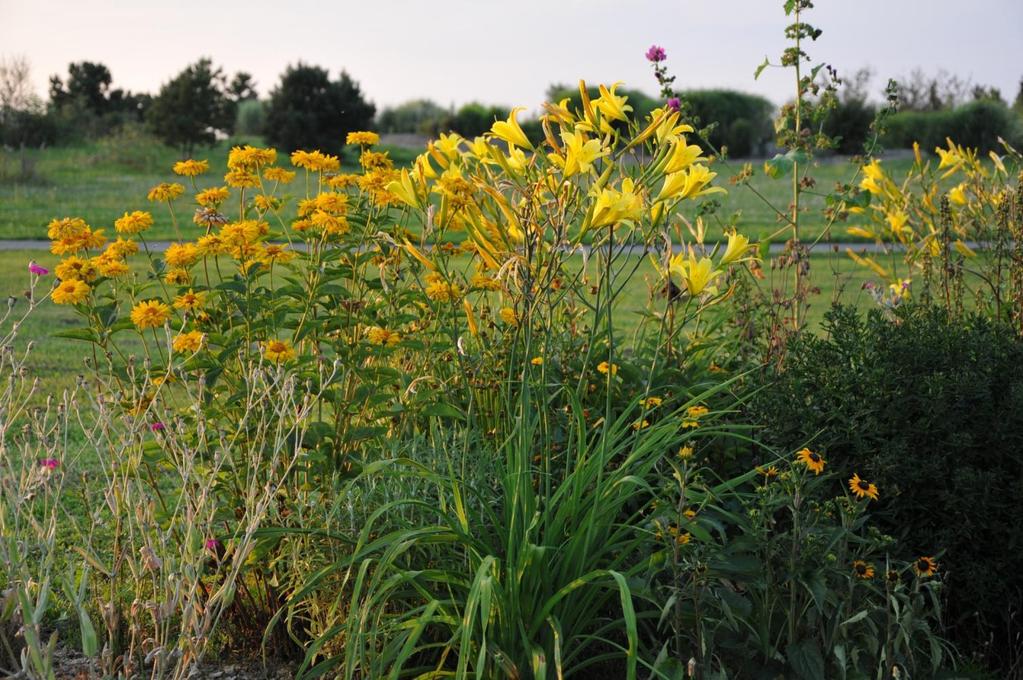 janeba (Heliopsis helianthoides) +