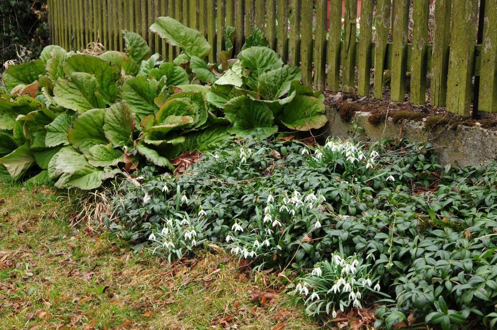 badan (Bergenia) + barvínek (Vinca