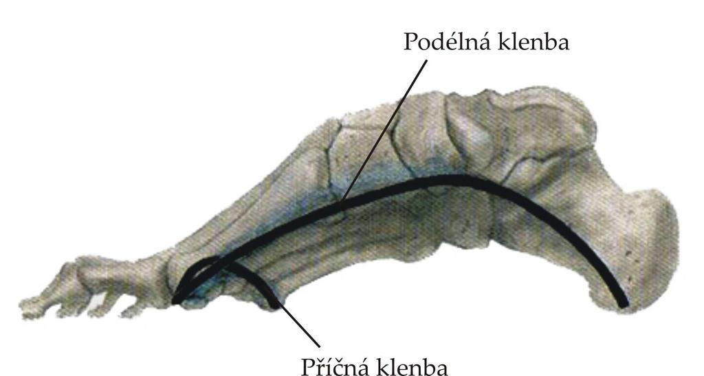 Pokud celou tuto problematiku zjednodušíme, můžeme říci, že máme nožní klenbu dvojího druhu. Příčně klenutou a podélně klenutou (viz obr. 10).