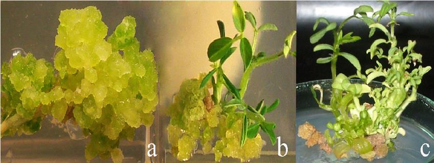 Vegetativní množení rostlin v aseptickém prostředí in vitro Proces založený na TOTIPOTENCI Schopnost buňky