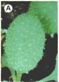 Arabidopsis thaliana transparent testa glabra 1 protein (TTG1) Encodes a protein of 341 amino acids
