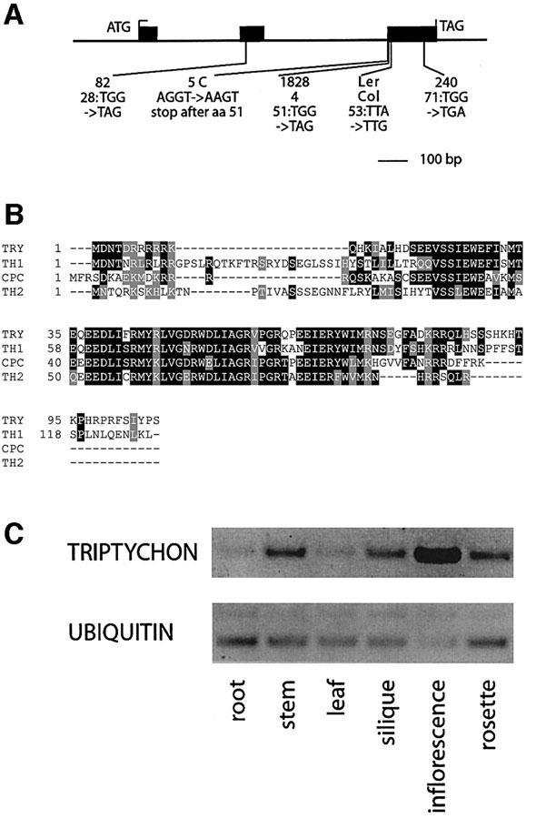 Triptychon (TRY) MYB-related inhibits