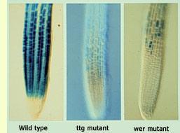 GL2 exprese (Schiefelbein lab) Photograph of wildtype (left), ttg mutant (center), and wer mutant