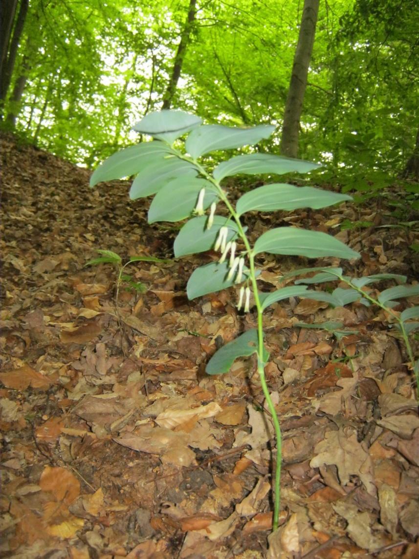 Kokořík mnohokvětý Vytrvalá bylina. Jedná se o jedovatou rostlinu. 30 80 cm vysoký.