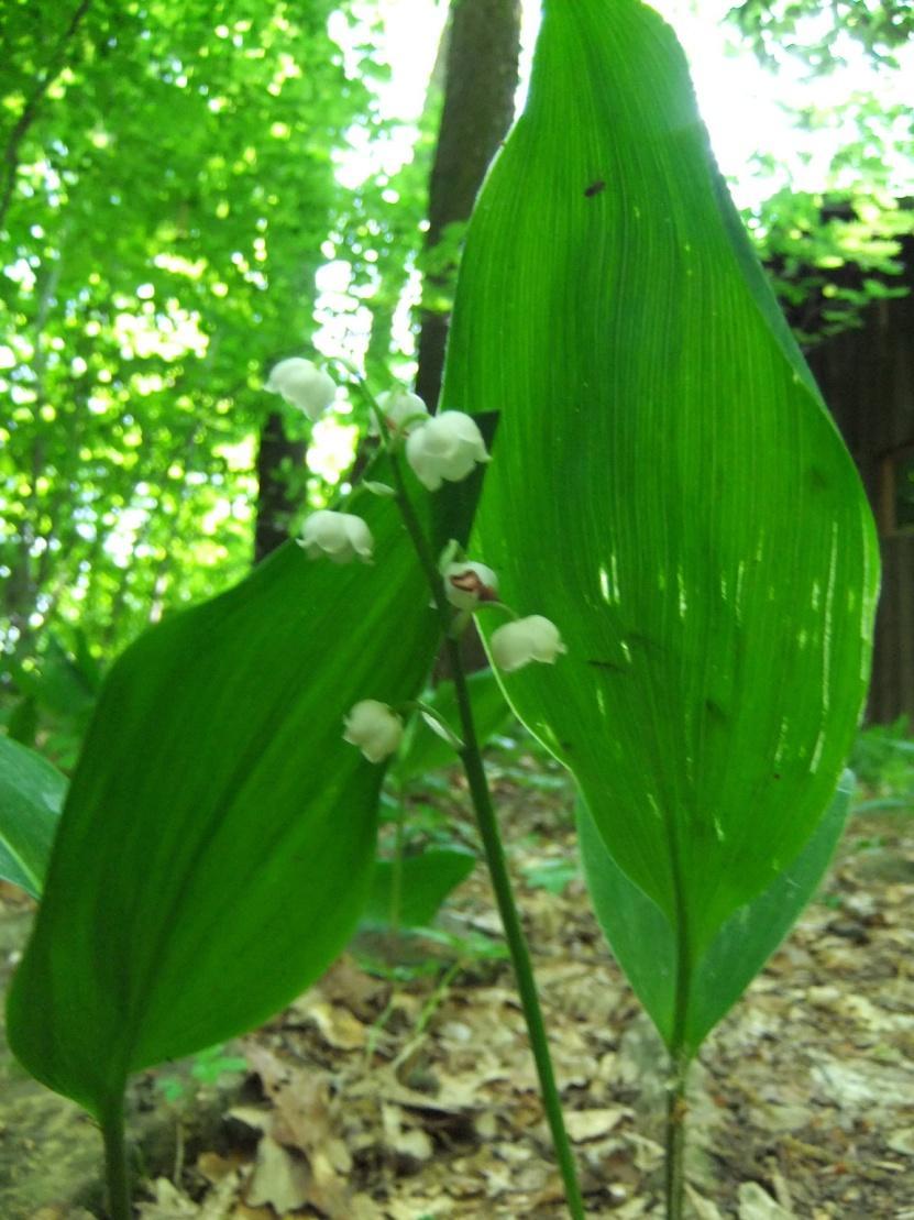 10 30 cm vysoká.