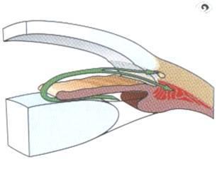 Anatomie a fyziologie oka 9 tělesa tvoří adenosintrifosfatázu, která řídí aktivní transport do zadní komory oka při osmotickém gradientu.