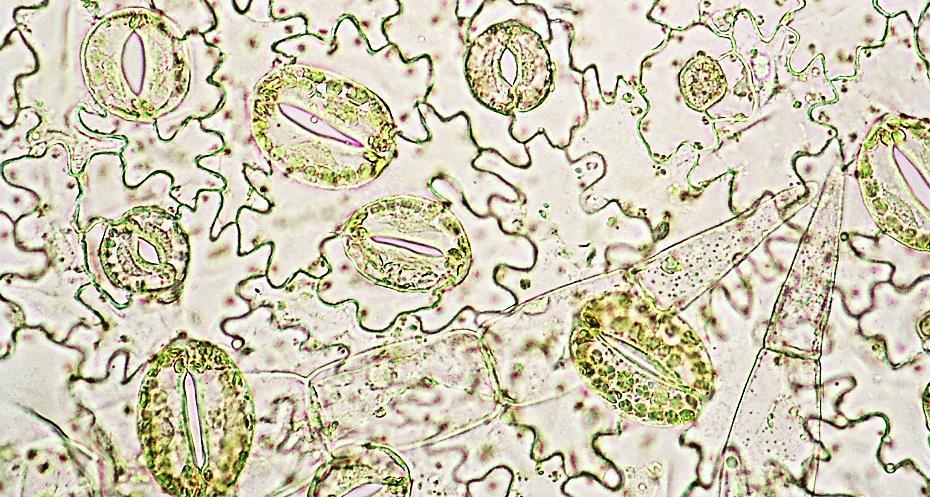 4 Krycí pletiva listu Mezi krycí pletiva listu patří pouze primární krycí pletivo, které tvoří pokožku listu (epidermis).