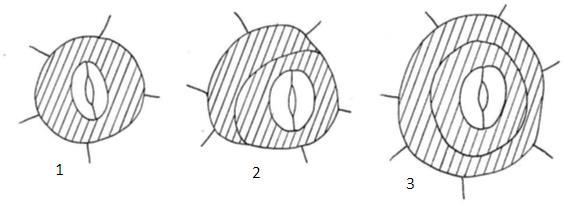 Obr. 6: Podtypy pericytického typu stomat (Převzato: Cotthem 1970): 1. Eupericytický, 2. Kopericytický, 3. Duplopericytický Obr.