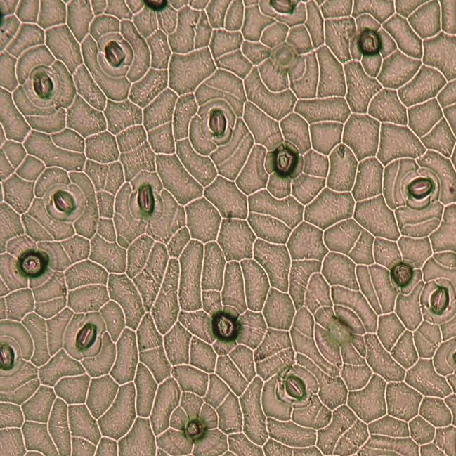 Typ průduchu z hlediska okolních epidermálních buněk: anizocytický Typ listu z hlediska přítomnosti průduchů: hypostomatický 0,1 mm 0,1 mm Adaxiální strana listu Abaxiální strana listu Obr.