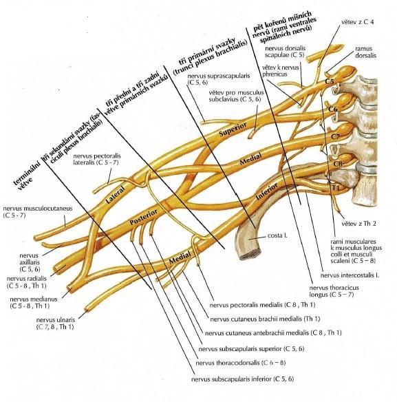 2010) Obrázek 8 Plexus brachialis -