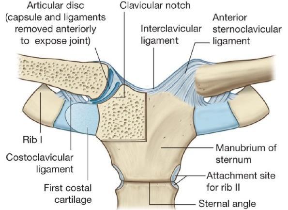 Kloubní pouzdro je krátké, tuhé. Po jeho stranách nalezneme zesilující vazy. Vpředu lig. sternoclaviculare anterior, zezadu lig. sternoclaviculare posterior, dále pak lig. interclaviculare a lig.