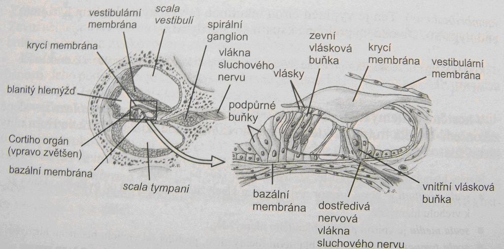 2.5.1 Zevní ucho Zevní ucho je zevně patrná část sluchového aparátu. Je tvořena ušním boltcem a zevním zvukovodem zakončeným bubínkem. Ušní boltec má charakteristický tvar.