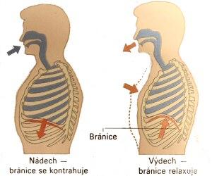 Zakrivenie rebier, pohyblivé kĺbové spojenia rebier a stavcov, štruktúra a uloženie dýchacích svalov, ako aj priestory okolo pľúc umožňujú zväčšovať a zmenšovať predozadný priemer hrudníka, ktorý je