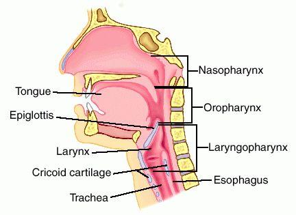 v čeľusti sinus maxillaris, menšia v čelovej kosti sinus frontalis, v čuchove sinus ethmoidalis a klinovej kosti sinus spheonidalis V strope nosovej dutiny má určitá časť sliznice odlišné zloženie,