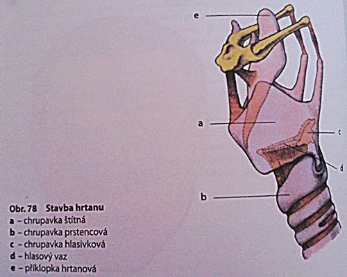 Dolné dýchacie cesty sa začínajú hrtanom a končia prieduškami ústiacimi do pľúc. HRTAN (larynx) - Má typický rúrkovitý tvar, dĺžky asi 6 cm.