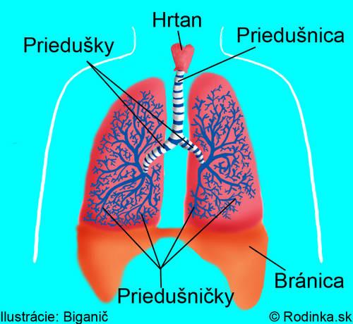 - PRIEDUŠKY (bronchy) - 2 chrupkovité rúry, sú pokračovaním priedušnice. - Smerom do pľúc sa mnohonásobne vetvia a vytvárajú, tzv. bronchiálny strom (priedušničkybronchioly, priedušinky).