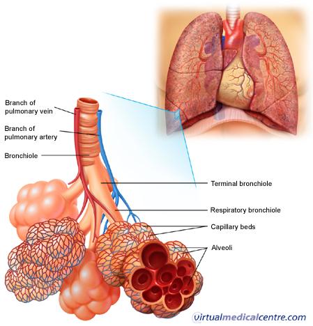 segmentové bronchy a tie sa delia na respiračné bronchy, ktorými sa začínajú vlastné dýchacie časti pľúc, v ktorých sa vymieňajú plyny - Respiračné bronchy (priedušničky) sa mierne rozširujú a na