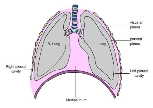 - Na povrchu pľúc je jemná blana popľúcnica - pleura, ktorá zrastá s väzivom vnútri pľúc -