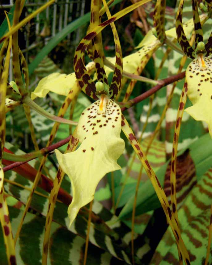 BRASSIA