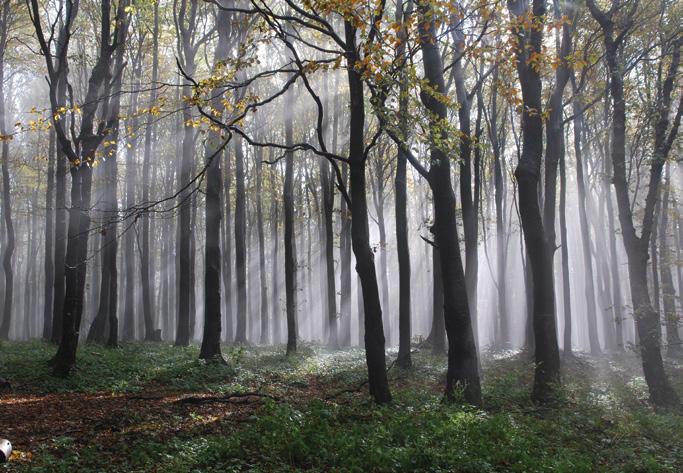 Lesy na území České republiky se rozkládají na ploše 2 657 379 ha a pokrývají tedy 33,8 % našeho území.