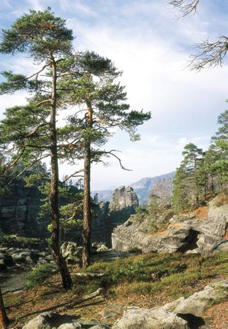 Havraní skála v NP České Švýcarsko při severovýchodním okraji obce Jetřichovice 50 51'19'' 50 51'35'' N, 14 24'07'' 14 24'31'' E; nadmořská výška 245 393 m NP Především acidofilní bučiny