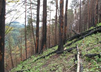 (Salix caprea). V roce 2008 došlo k intenzivnímu výškovému odrůstání (Obr. 2 a 4) na ploše již byly zastoupeny všechny sledované výškové třídy (nejvíce však stále VT do 30 cm).