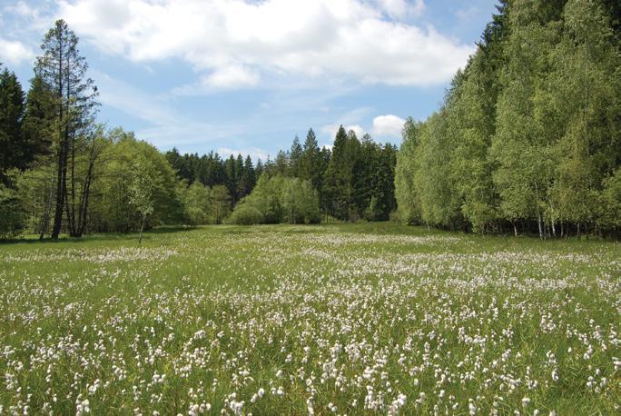 Jihovýchodní část Středočeského kraje 49 30' 49 52' N, 14 30' 15 10' E; nadmořská výška 280 630 m CHKO (Blaník 8 lokalit), MZCHÚ (5 lokalit), EVL (4 lokality) Mokřadní louky různých typů, v