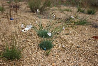 bohemicus) je světlomilným druhem, který roste ve společenstvech otevřených trávníků písčin a písčitých půd.