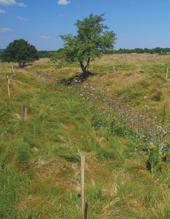 Kromě toho jsou v území sledovány dopady revitalizace na vegetaci a faunu (AOPK ČR a ČSOP Fergunna, 2007 2011).