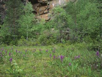 - Hodačová D. & Prach K. (2003): Spoil heaps from brown coal mining: technical reclamation versus spontaneous revegetation. Restoration Ecology 11: 385 391. Holec M. & Frouz J.