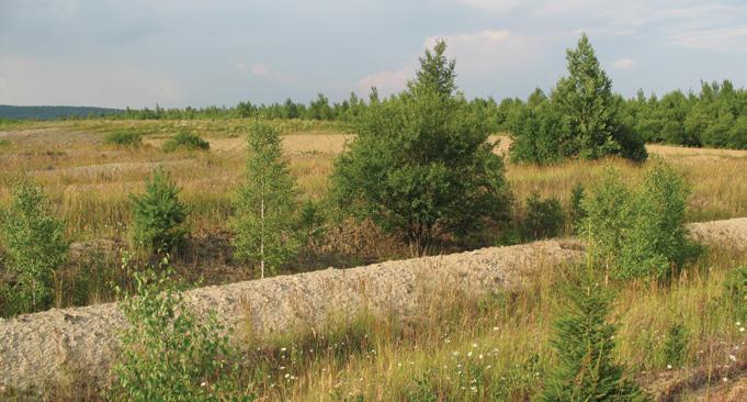 Okres Sokolov 50 9' 50 16' N, 12 30' 12 46' E; nadmořská výška 500 650 m Na části regionální biocentrum Různá sukcesní stádia od pionýrských ploch po sekundární les 300 ha Sokolovská uhelná, právní