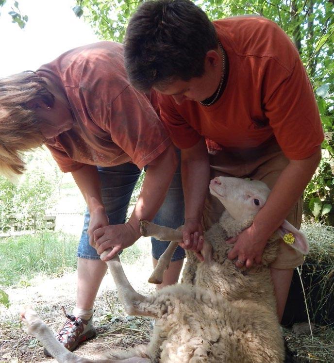 Trojice, pro niž je profese farmáře koníčkem Nezisková organizace IMPAKT zorganizovala úspěšné pilotní ověřování kurzu profesní kvalifikace Chovatel a ošetřovatel ovcí a koz v rámci projektu UNIV 3.