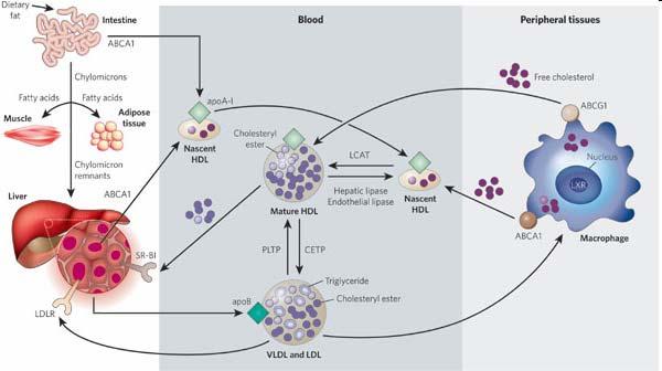 Lipoprotein metabolism has a key role in atherogenesis. It involves the transport of lipids, particularly cholesterol and triglycerides, in the blood.