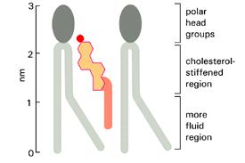 Umístění cholesterolu v lipidové dvojvrstvě Cholesterol má rozhodující vliv