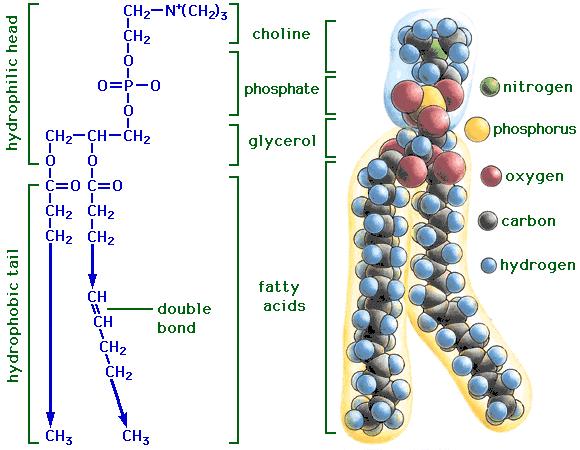 Složené lipidy - fosfolipidy Obsahují glycerol, fosforečnou kyselinu, mastnou kyselinu Polární část: fosfát Nepolární