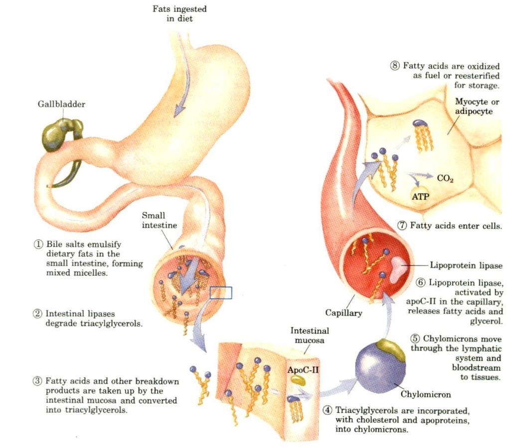 Trávení a resorpce počátek trávení: žaludek (žaludeční lipázy) hlavní štěpení: duodenum (pankreatická lipáza), opt.