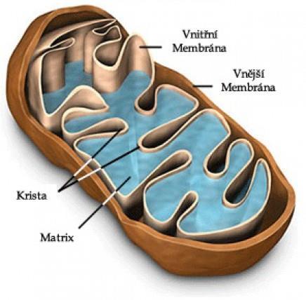 Odbourávání mastných kyselin (β-oxidace) = postupné zkracování uhlíkatého