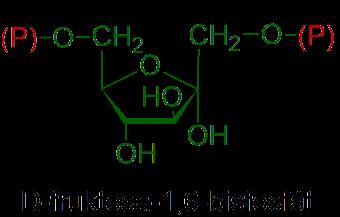 Biosyntéza glycerolu (fosforylovaného) glycerol