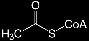 CO 2 acetylcoa centrální SH skupina periferní SH skupina ATP ADP+P oxidoreduktáza C S CH 3 CoA