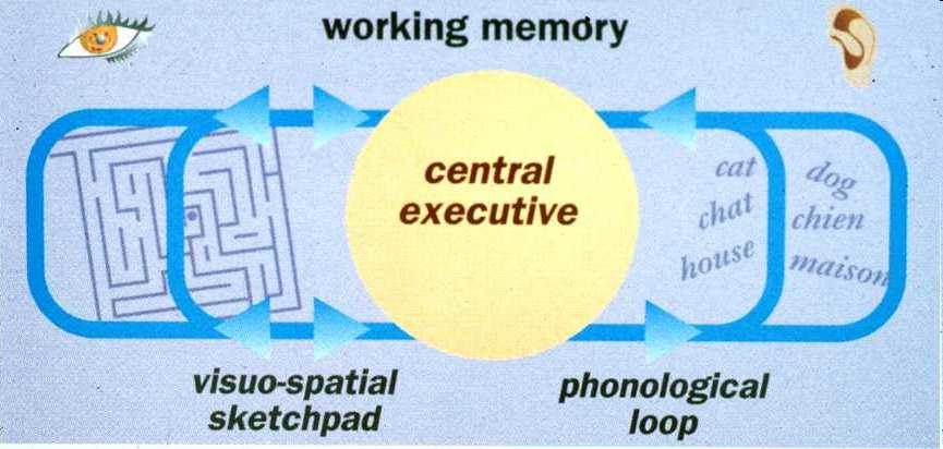 Pracovní paměť Baddeley a Hitch (1974) K
