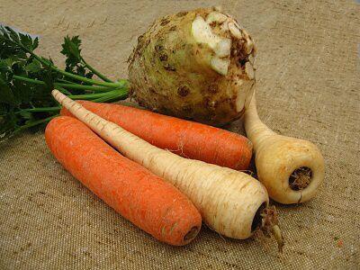 Kořen - význam kořenová zelenina: mrkev, petržel